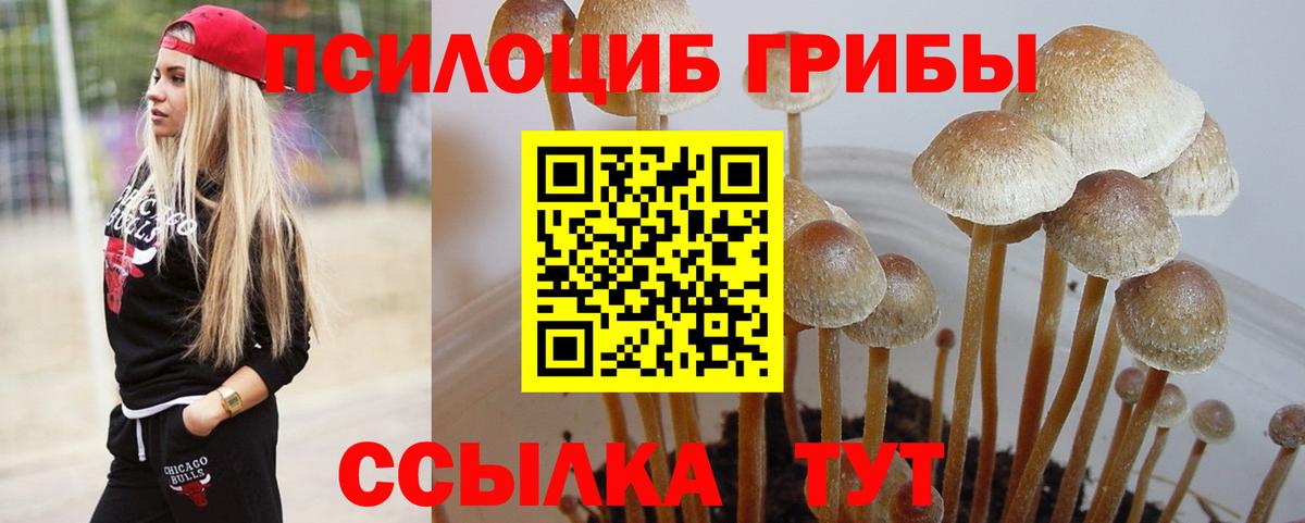 Псилоцибиновые грибы Psilocybine cubensis Котлас